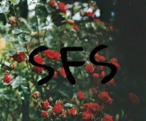 Сфс система. Картинки sfs. сфс. сфс логотип. сфс все версии.