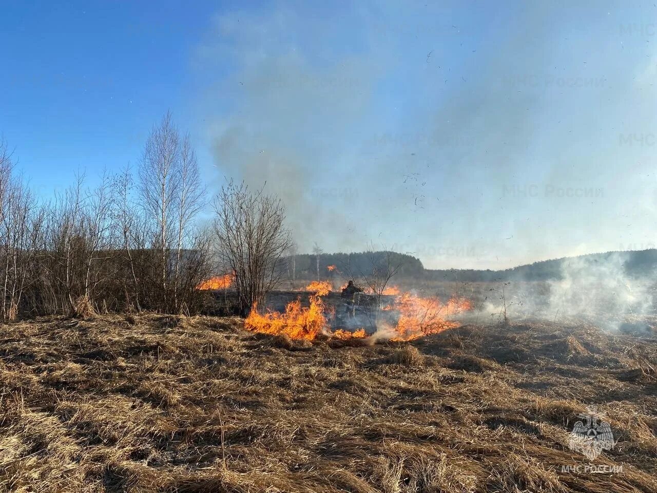 Природные пожары. Пожар в лесу. Лесной пожар фото. Лес после пожара. Сухое горение