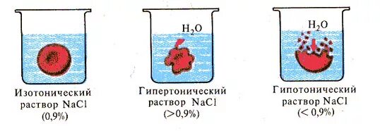 Эритроциты поместили в раствор. Изотонический гипертонический и гипотонический растворы. эритроцит в гипотоническом и гипертоническом растворе. плазмолиз гипертонический раствор. гипотонический и гипертонический растворы концентрация.