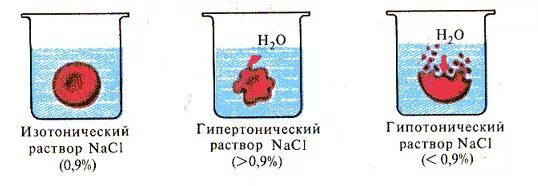 Изменение концентрации натрия хлорида. Изотонический гипертонический и гипотонический растворы. Эритроцит в гипотоническом и гипертоническом растворе. Плазмолиз гипертонический раствор. Гипотонический и гипертонический растворы концентрация.