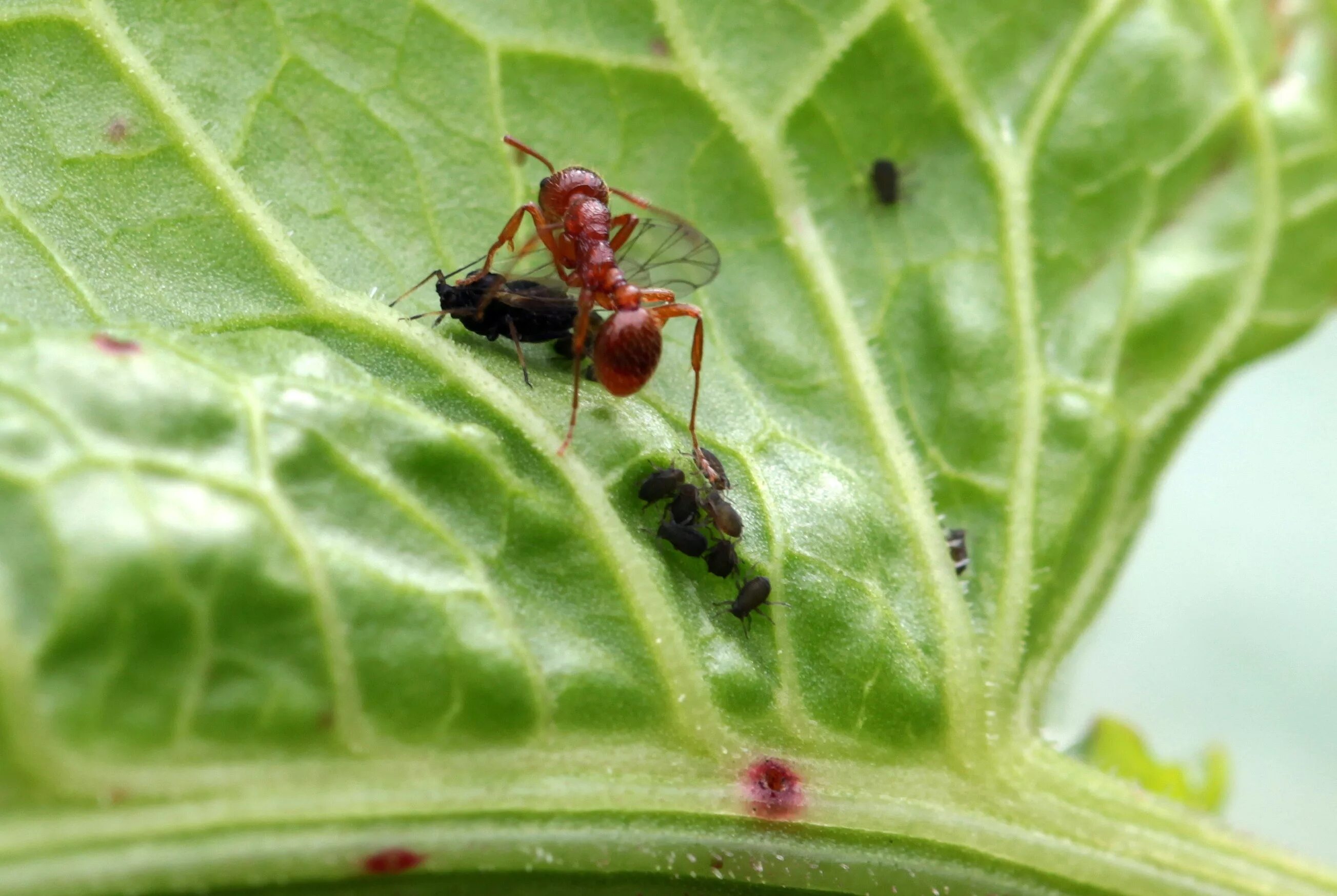 Зеленая муха тля. Муравей Листоед. Муравьи Myrmica rubra. Тля Муха. Тля Садовая.