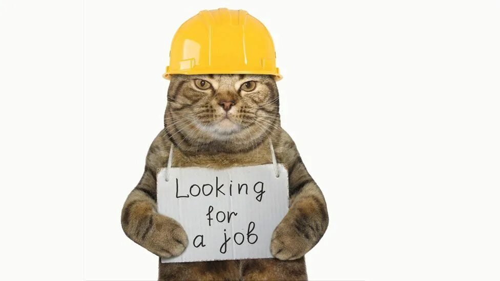Cat work