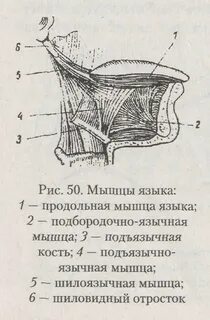 Вертикальная мышца