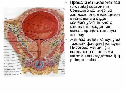 Предстательная железа состоит из