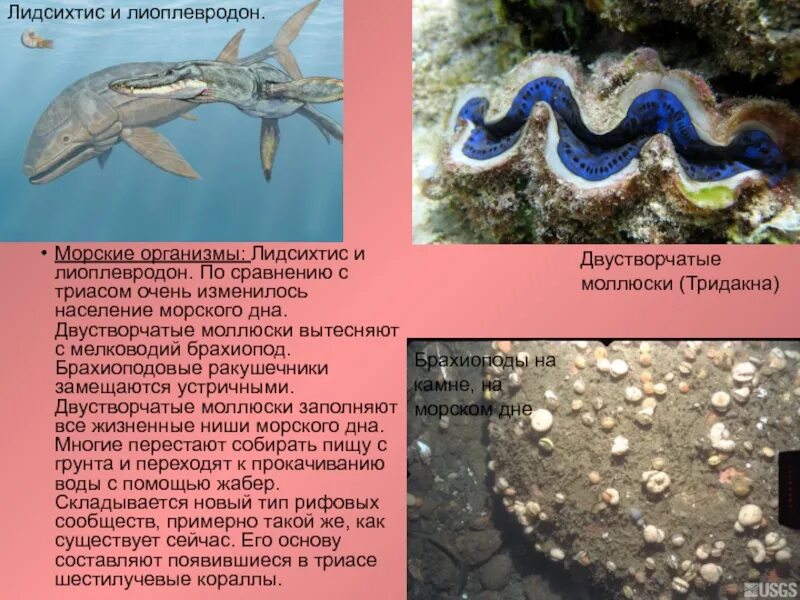 7 морских организмов. 7 морских организмов. Подводный мир индийского океана. Полипы медуз и кораллы. Морской бентос.