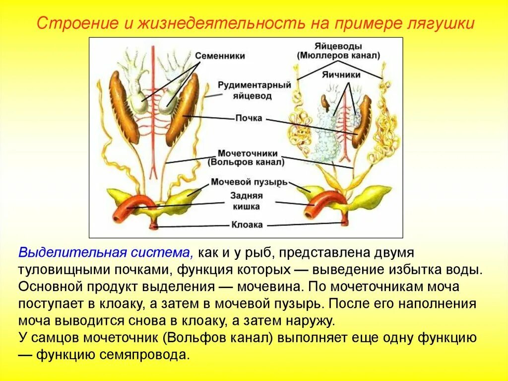 Мочеточник у земноводных. Половая и выделительная система лягушек. Строение мочеполовой системы лягушки. Строение почек земноводных. Строение половой системы самца лягушки.