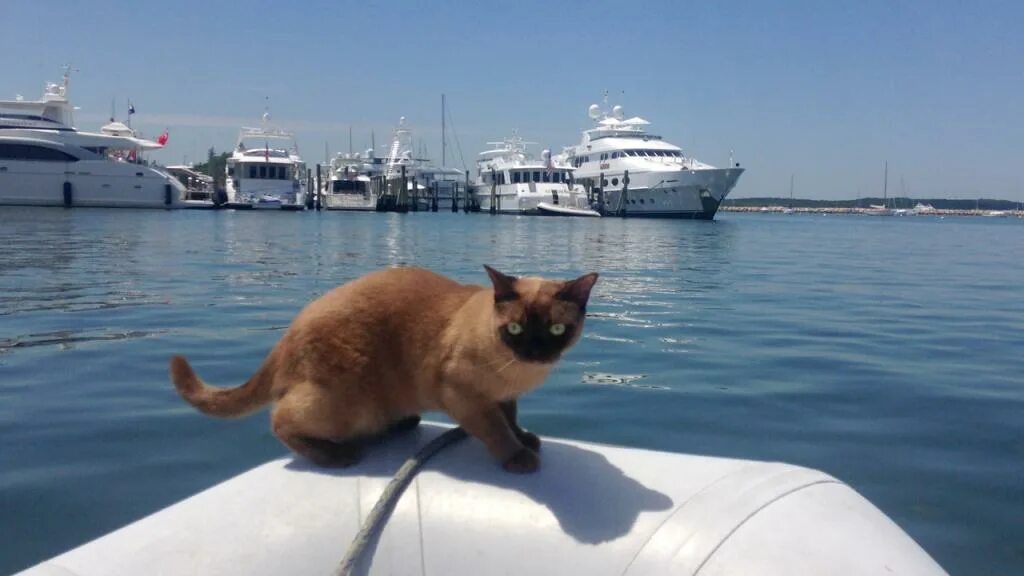 Корабельный кот. Корабельные кошки. Корабельные коты фото. Картина Корабельный кот.
