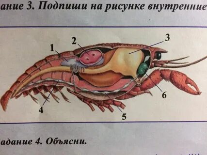 Защита у рака