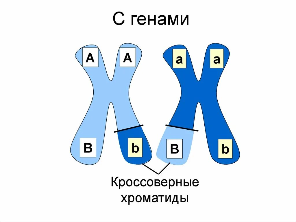 Некроссоверные особи. Кроссоверные хромосомы. Кроссоверные гаметы. Кроссоверные гены. Кроссоверные и некроссоверные гаметы.