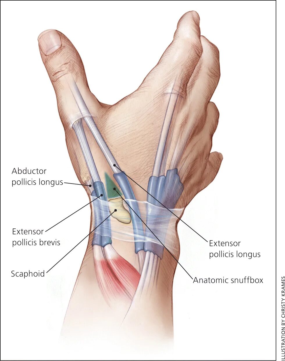 Связки на руке. Тендинит сухожилия пальца кисти. M. abductor pollicis Longus и Brevis. Сухожилие большого пальца руки. Связки ладони.