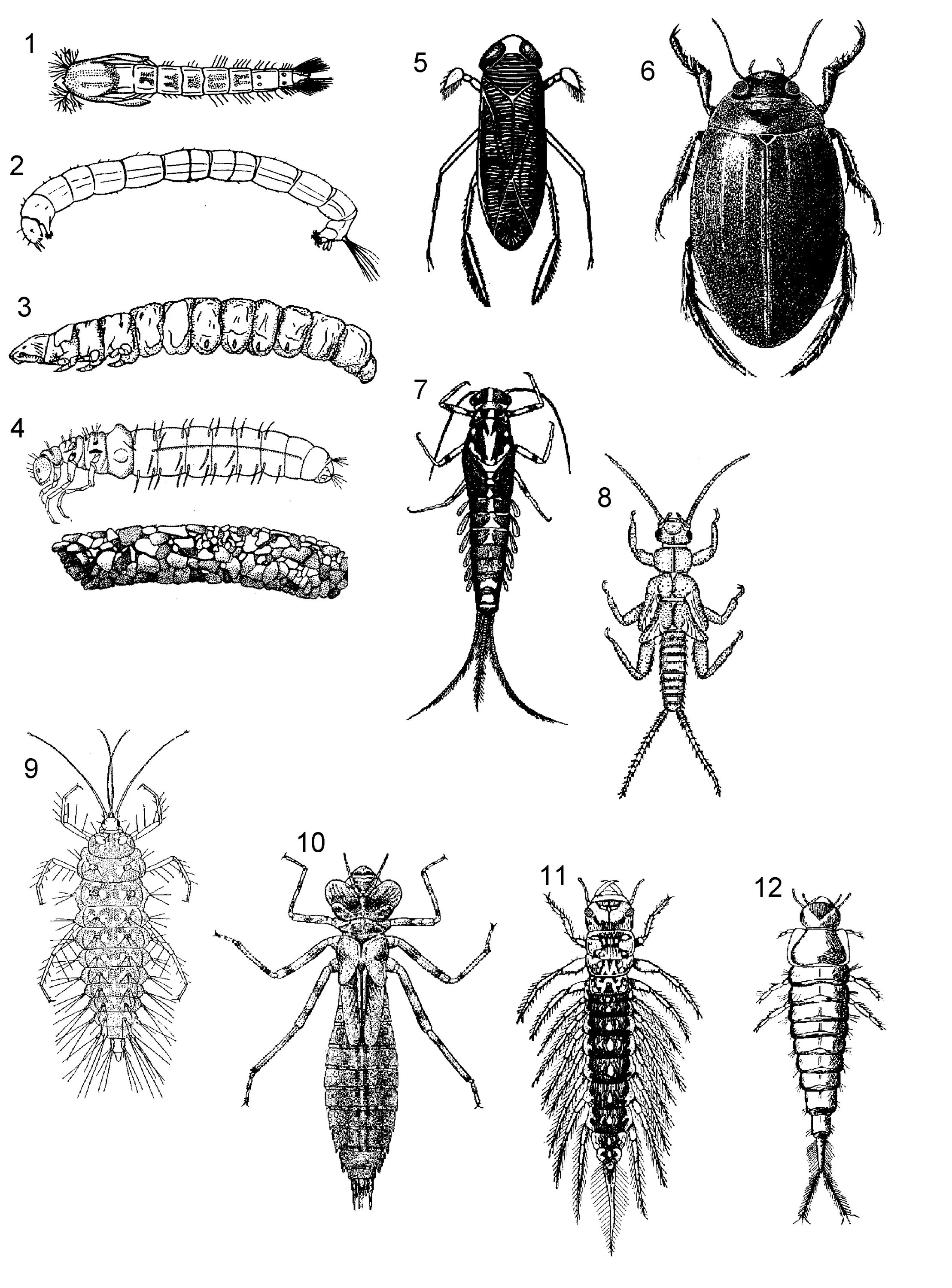 Личинки насекомых описание. Личинка Жук поденка. Камподеовидные личинки насекомых. Личинка нимфа Имаго клопа. Личинка и Имаго ручейника.