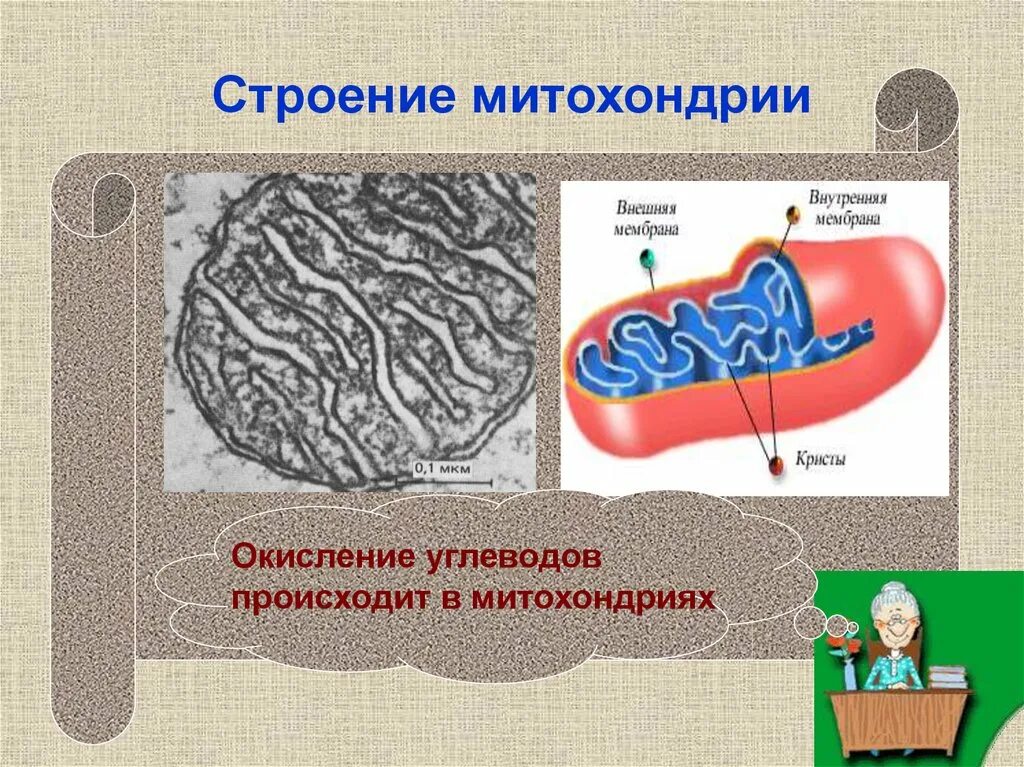 Строение митохондрии. Митохондрии функции. Структура митохондрий. Функции митохондрии в клетке.