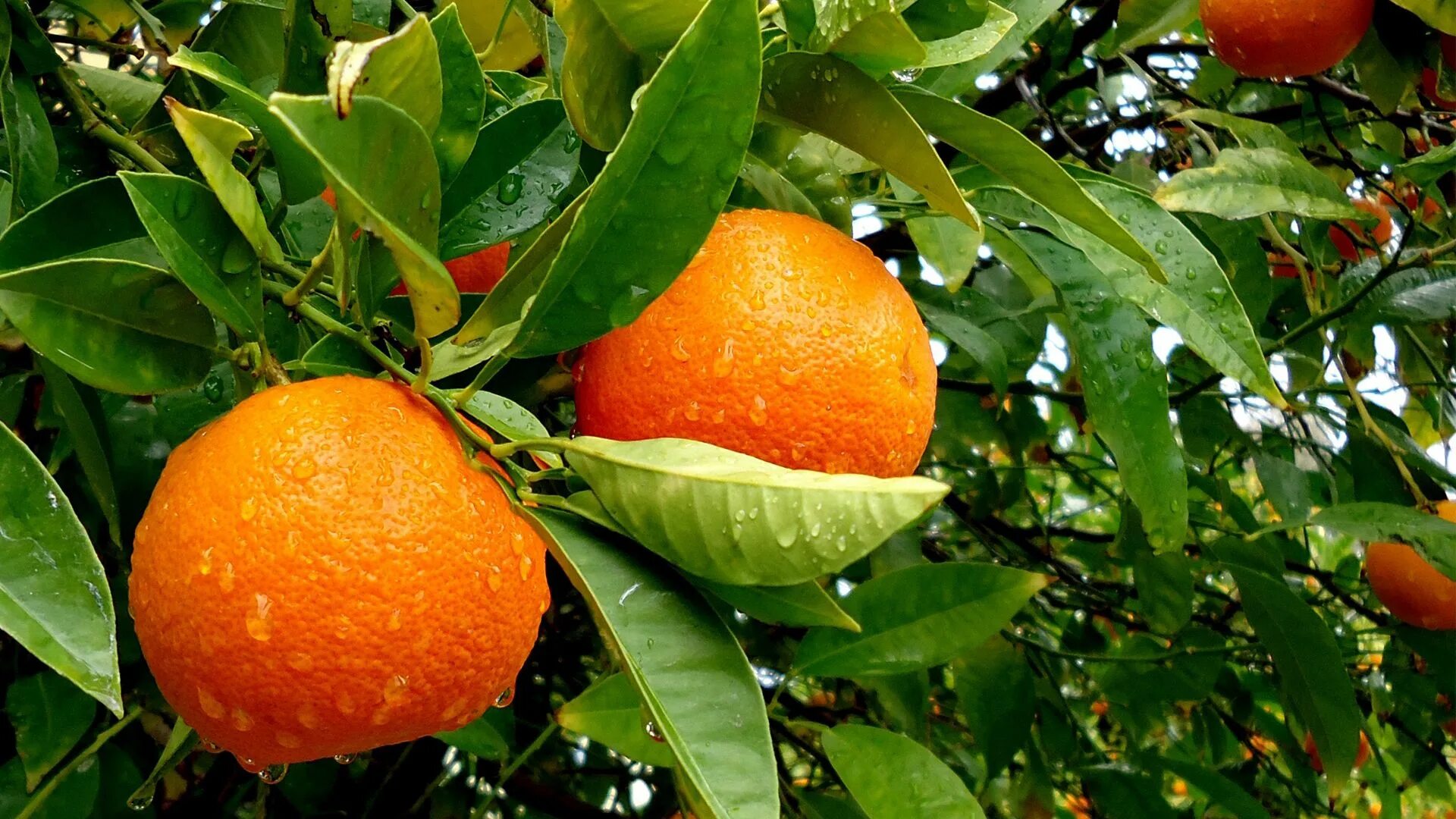 Апельсин (Citrus sinensis). Апельсины сорта Вашингтон навел. Померанец оранж. Мандарин Танжерин зеленый. Апельсин фрукт или ягода