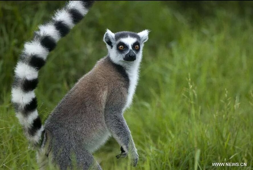 кошачий лемур мадагаскар. мадагаскар лемуры. фауна мадагаскара лемуры. лемур лори мадагаскар. мадагаскар лемуры.