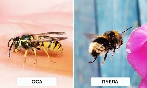 Оса или пчела