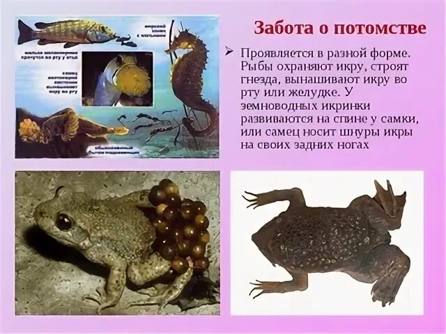 Как рыбы заботятся о потомстве. Размножение и развитие рыб. Способы заботы о потомстве у рыб. Забота о потомстве у рыб примеры. Забота о потомстве у рыб примеры.