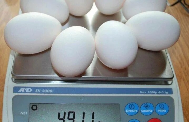 Закладка гусиных. Закладка гусиных яиц в инкубатор несушка би 2. Овоскопирование утиных яиц. Закладка утиных яиц в инкубатор блиц. Гусиные яйца в инкубаторе.