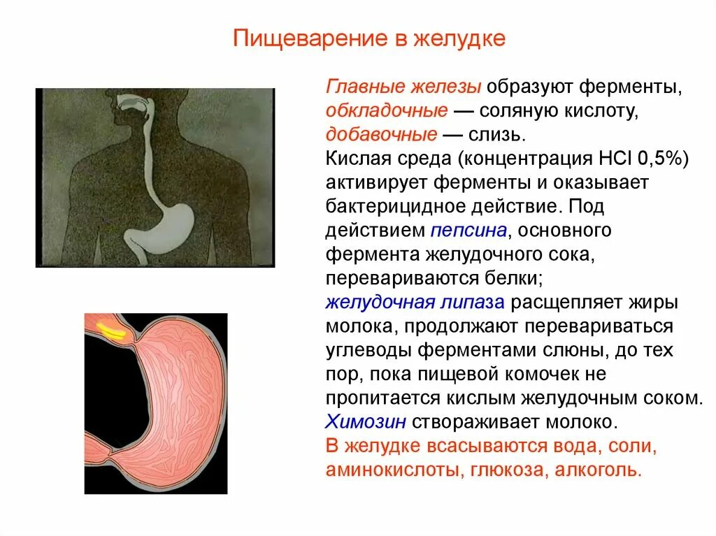 Желудочное пищеварение. Пищеварение в желудке среда. Ферменты переваривания в желудке. Пищеварение в желудке желудочный сок.