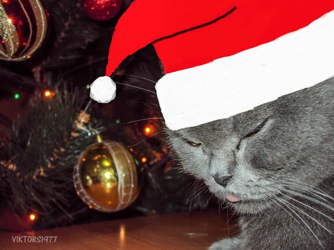 Ливжурнал елка. Видео где новогодние. Новогодняя зима. Рождество елка. Санта клаус с подарками.