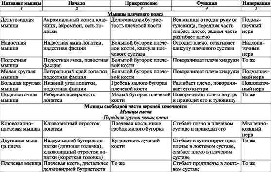 Заполните таблицу мышцы. Мышцы пояса верхней конечности таблица. мышцы верхней конечности анатомия таблица функции. мышцы и фасции верхней конечности таблица. мышцы свободной верхней конечности таблица.