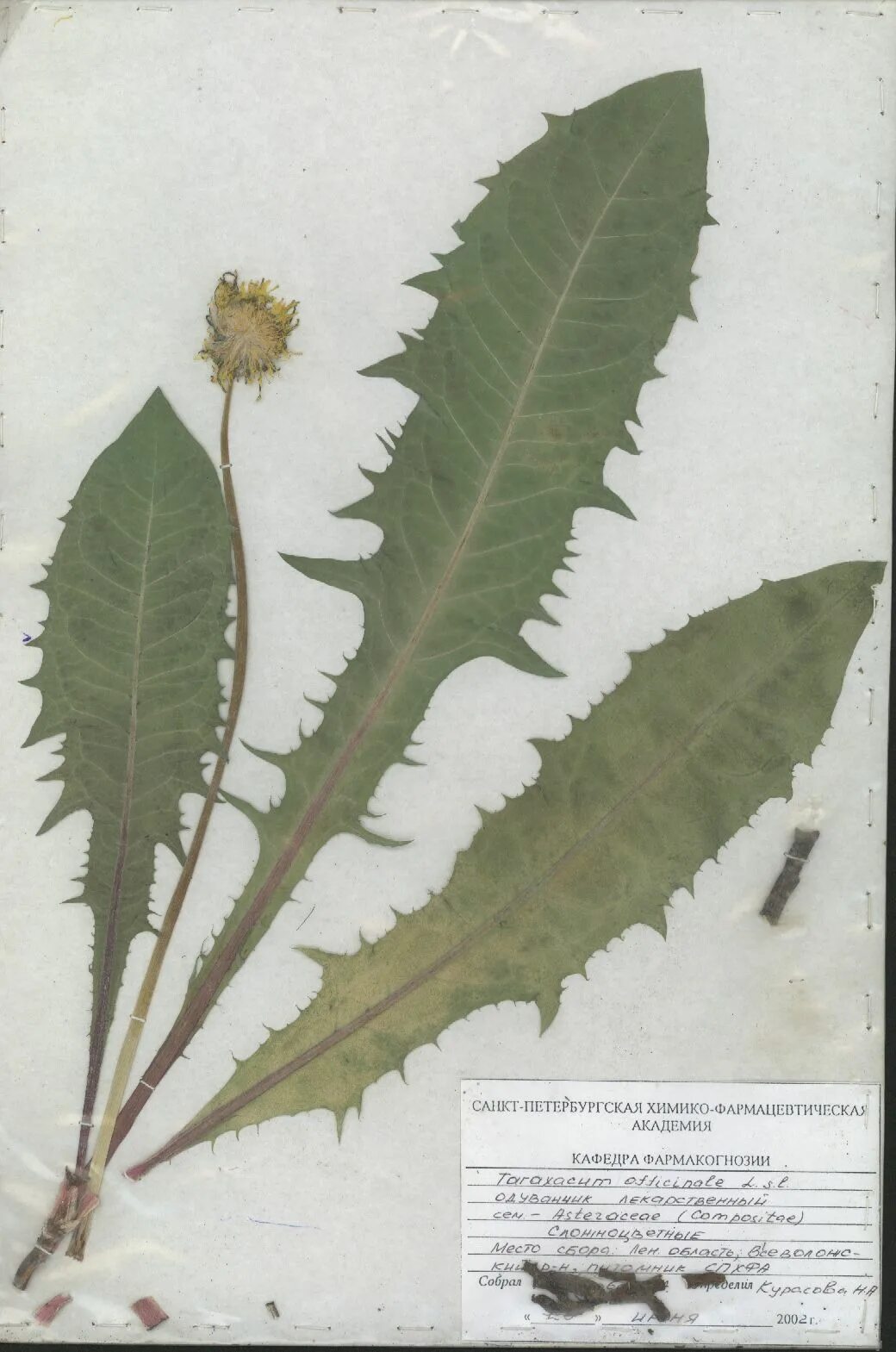 Тип листьев одуванчика. Корни одуванчика лекарственного - radices taraxaci officinalis. одуванчик лекарственный гербарий. одуванчик лекарственный строение листа. строение листа одуванчика.