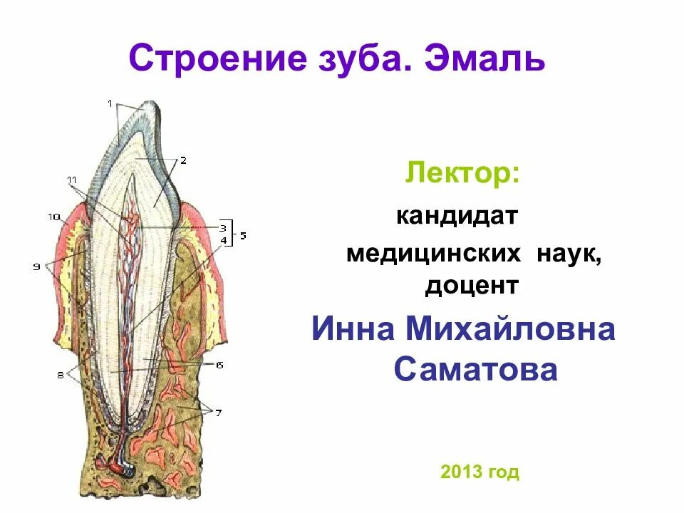 В чем особенность строения эмали какую функцию. Строение эмали зуба. эмалевые призмы зуба гистология. эмаль зуба анатомия. строение эмали зуба человека.