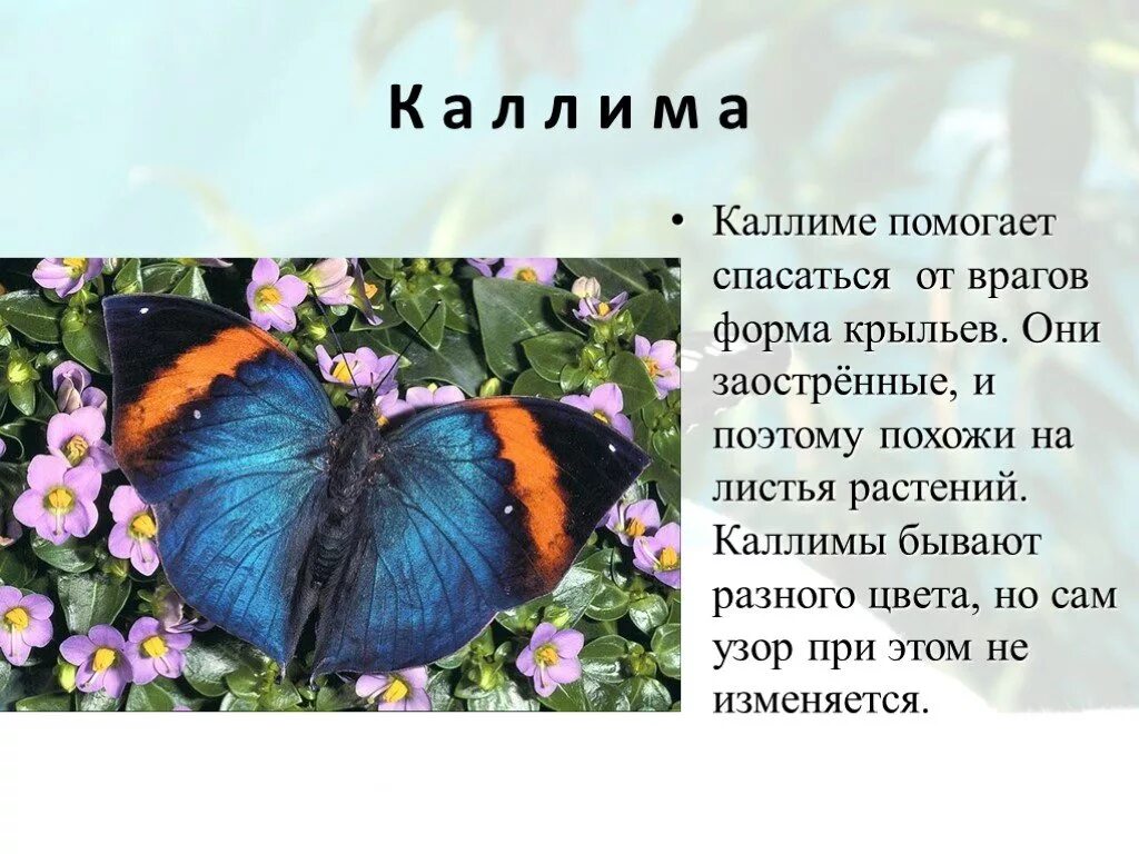 Цветок бабочка рассказ. Сообщение о бабочке. Доклад про бабочку. Рассказ о бабочке. Бабочки для презентации.