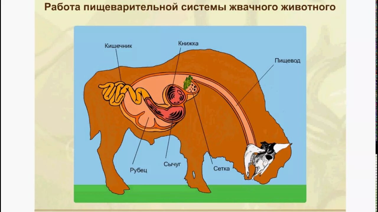 Отделы пищеварительной системы жвачных млекопитающих. Строение пищеварительной системы жвачных животных. Пищеварительная система коровы анатомия. Пищеварительная система млекопитающих жвачных животных.