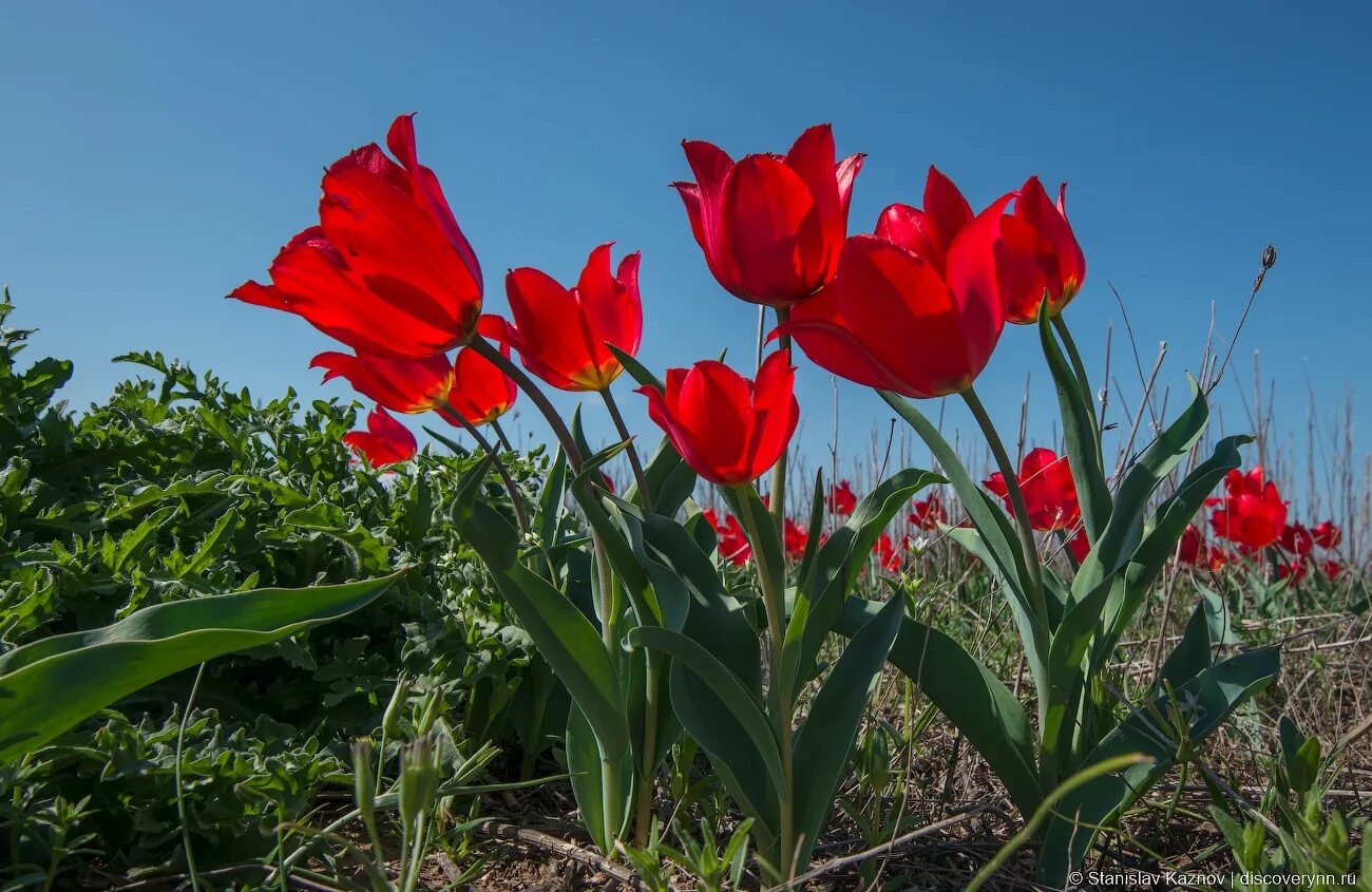 тюльпаны астрахань. тюльпан геснера. тюльпаны астрахань. тюльпаны шренка богдо. тюльпаны шренка астраханской.