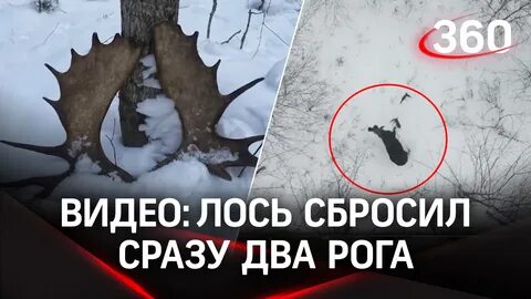 Лось скидывает