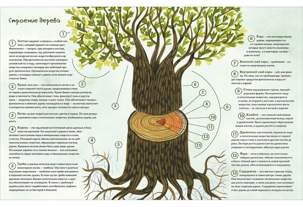 Дающее дерево книга. Дерево с книгами. Будь как дерево книга. Книги про деревья для детей. Книга из дерева.