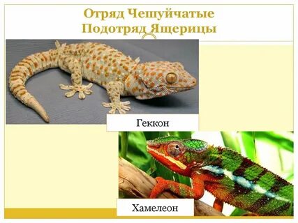 К отряду чешуйчатых пресмыкающихся относятся