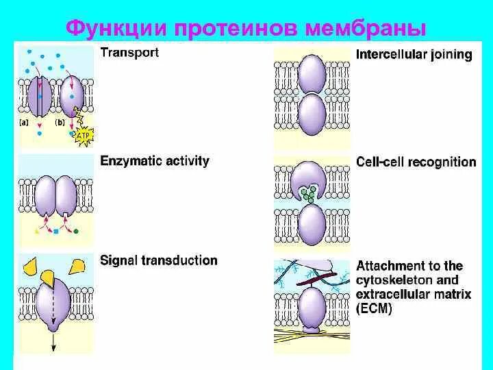 Какие функции выполняют белки мембран. Функции протеинов. Функции белков мембраны. Функции сывороточного белка. Белки мембраны и их функции.