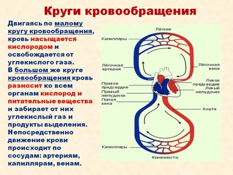 Последовательность прохождения по кровеносной системе. Малый круг кровообращения схема последовательность. малый круг кровообращения схема анатомия. малый круг кровообращения кратко схема. большой и малый круг кровообращения схема.