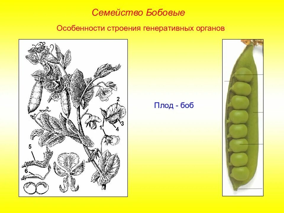 Семейство бобовых виды. Строение плода бобовых. Семейство Мотыльковые бобовые плод. Семейство бобовые строение. Строение плода Боб горох.