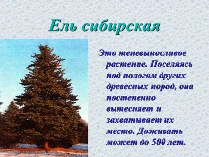 Все самое важное о ели