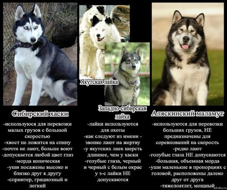 Различие собак