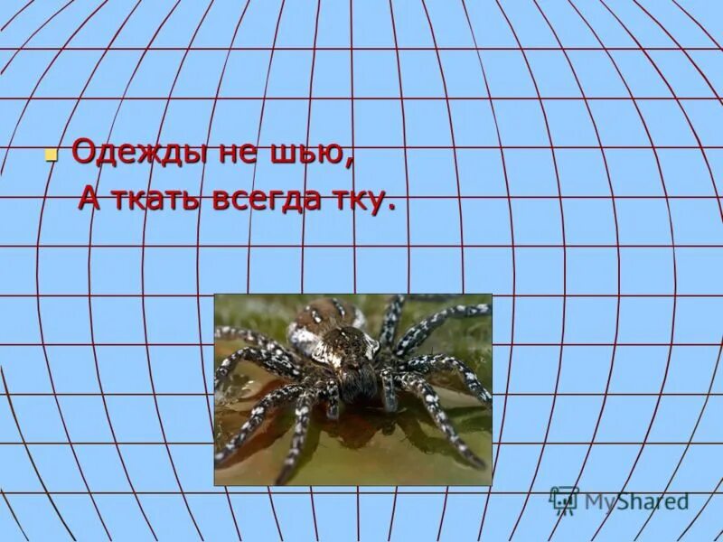 Загадка ниток много а в клубок не смотаешь. Одежду не шьет а ткань всегда ткет. Загадка про паука для детей. Одежду не шьёт а ткань всегда ткёт загадка. Одежду не шьёт а ткань всегда ткёт загадка.