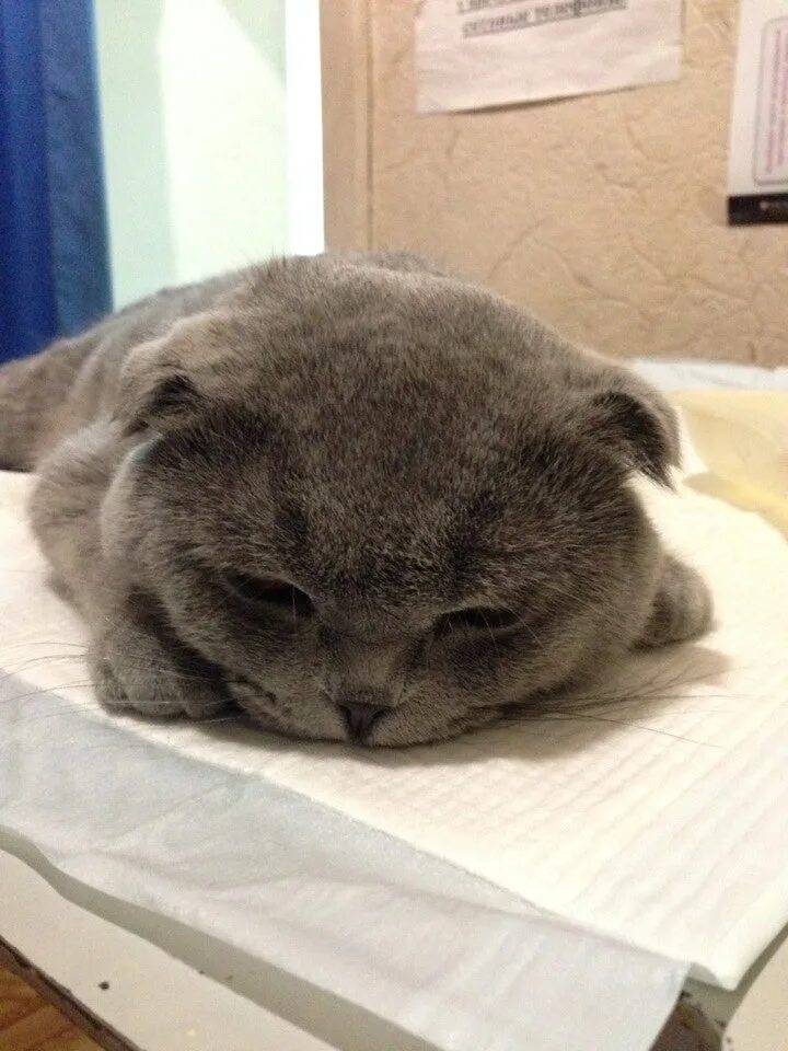 сириус вет калуга баррикад. сириус калуга футбол. сириус вет калуга баррикад. сириус калуга. калуга улица баррикад 128.