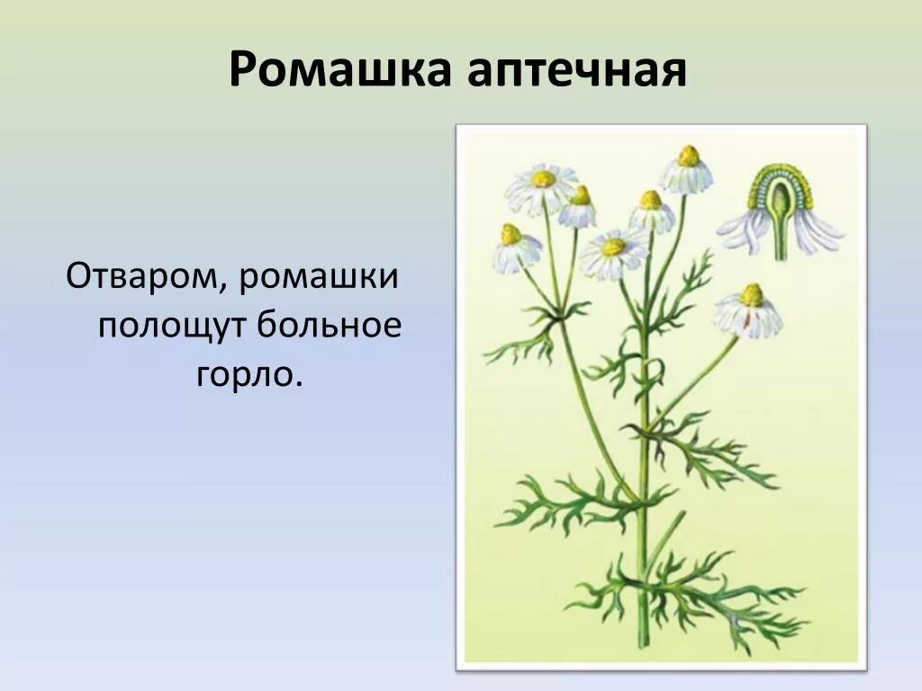 Папоротникообразные Ромашка аптечная. Цветоложе ромашки аптечной. Жилкование ромашки аптечной. Подцарство ромашки аптечной. Ромашка лекарственная тип питания