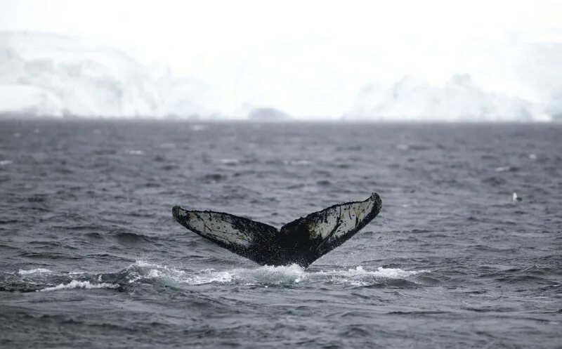 атлантический океан пролив дрейка. использование ресурсов мирового океана фото. острова пролива дрейка. пролив дрейка со спутника. стелла альбатрос мыс горн.