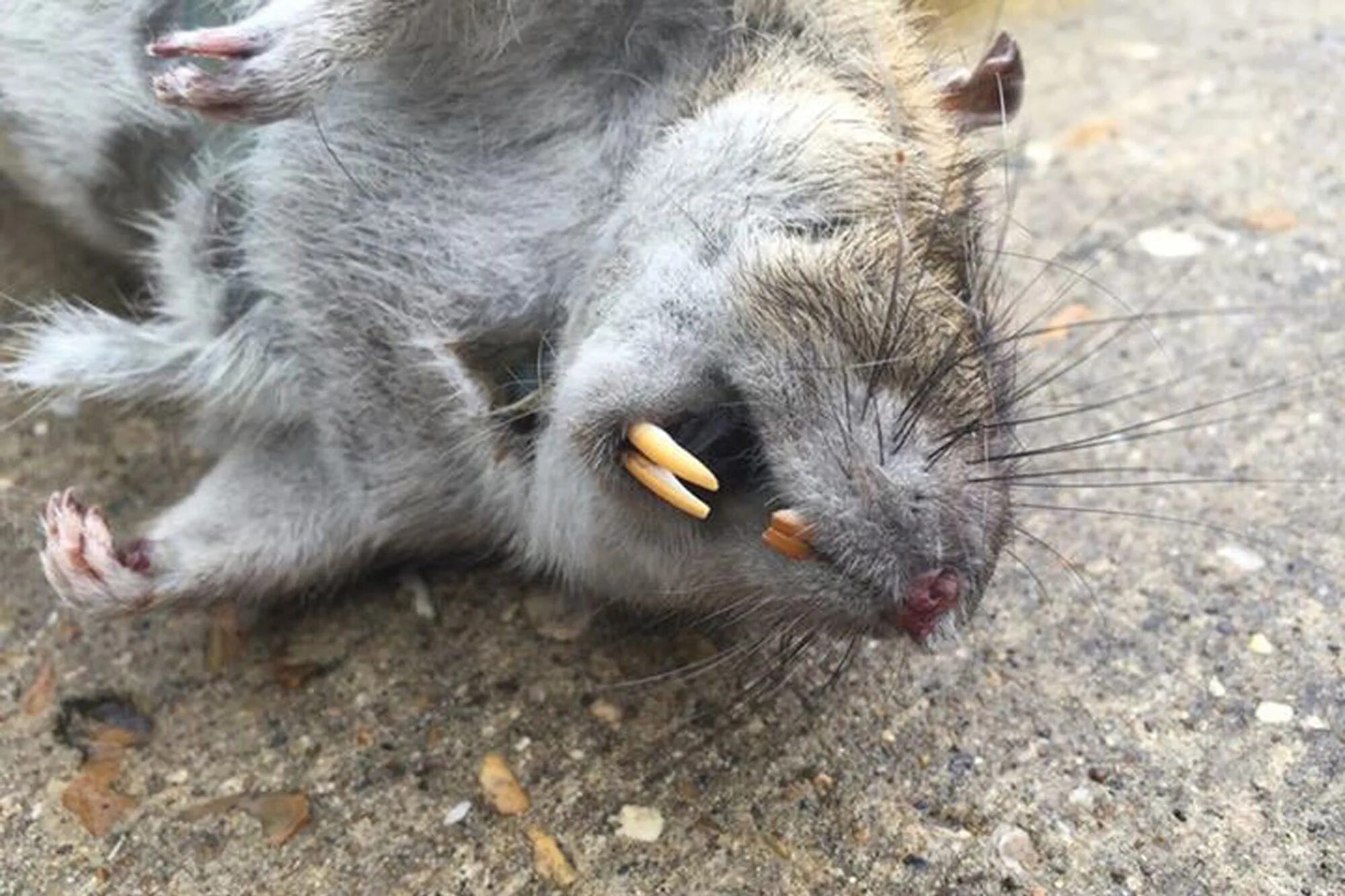 Самая большая крыса в мире уличная. Самые большие крысы дикие. Самая крыса в мире. Шерстистая крыса босави. Самая крыса в мире.