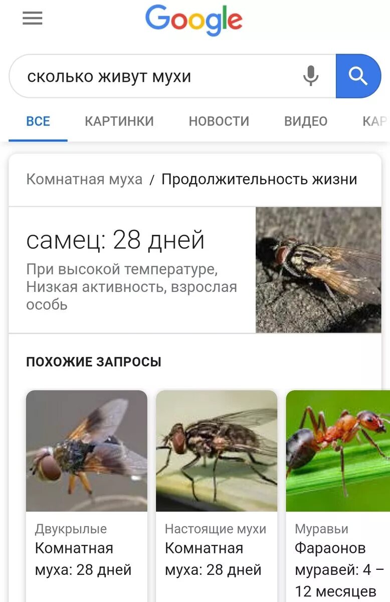 Сколько живут мухи