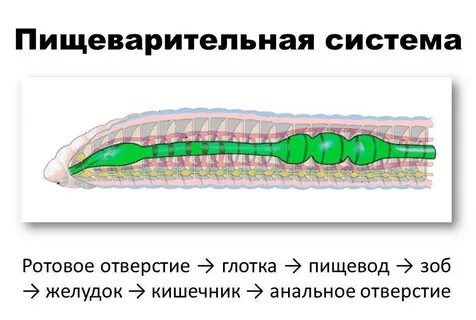 Плоские круглые кольчатые опорные структуры