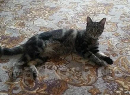 Котята в кстове