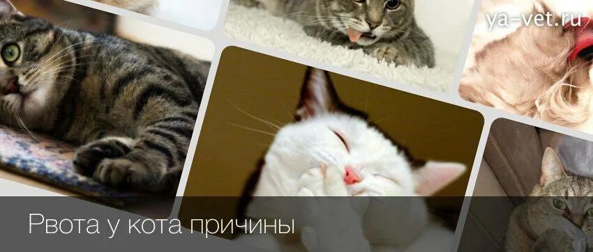 Почему кота рвет едой. У кота пропал голос причины. Почему у кота пропал голос.