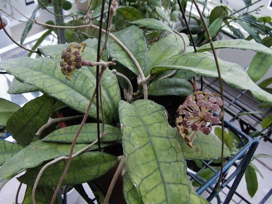 Хойя finlaysonii splash. Хойя campanulata. Хойя hoya finlaysonii. Hoya finlaysonii dark. Хойя финлайсони 318.