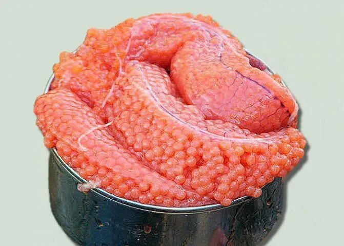 Крупная икра. Икра нерки кеты горбуши различия. Икра форели карелочка. Самая крупная икра рыбы. Крупная икра красной рыбы.