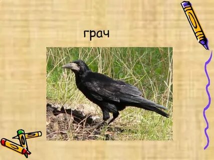 Грачи мучи