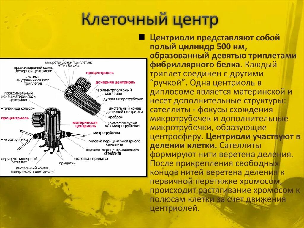 Органоид клеточный центр функции. Центриоли клеточного центра функции. центриоль и микротрубочки клеточного центра функции. центриоли строение и функции. клеточный центр триплеты микротрубочек.